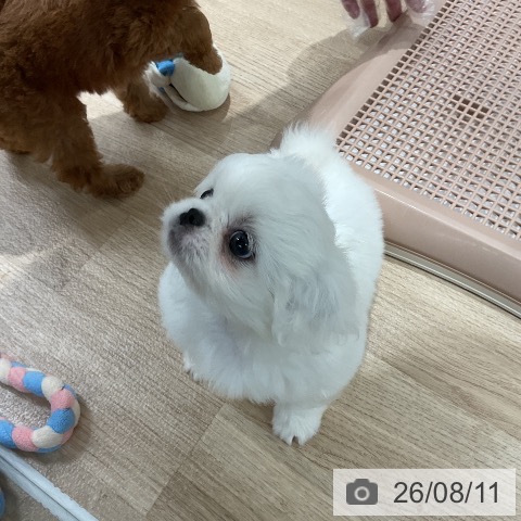 ペキニーズの写真