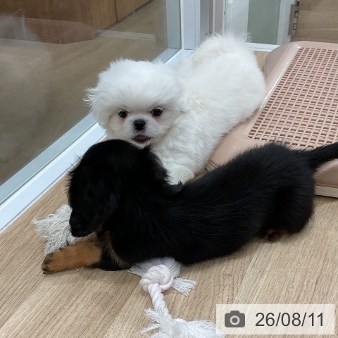 ペキニーズの写真