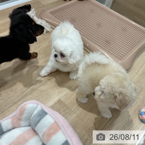 ペキニーズの写真