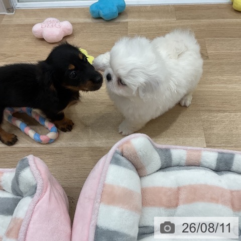 ペキニーズの写真