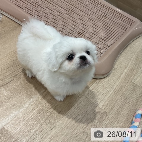 ペキニーズの写真