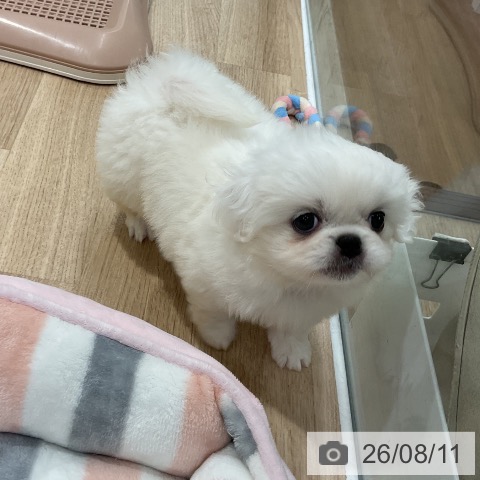 ペキニーズの写真