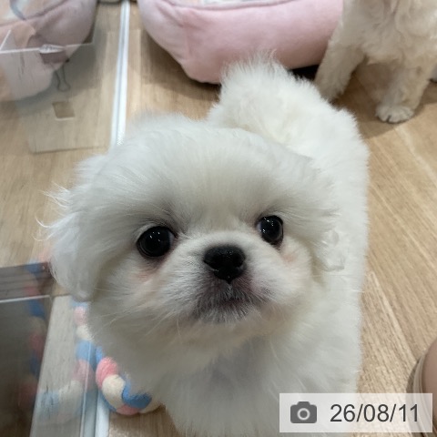 ペキニーズの写真
