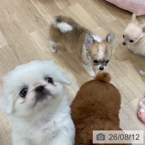 福岡県のペキニーズ (ペットプラス 香椎浜店/2026年6月10日生まれ/女の子/ホワイト)の子犬の4枚目の画像