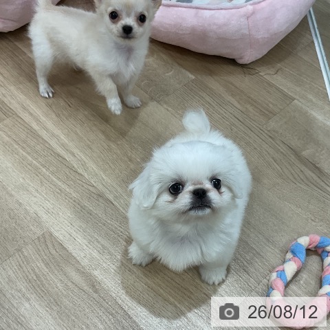福岡県のペキニーズ (ペットプラス 香椎浜店/2026年6月10日生まれ/女の子/ホワイト)の子犬の3枚目の画像
