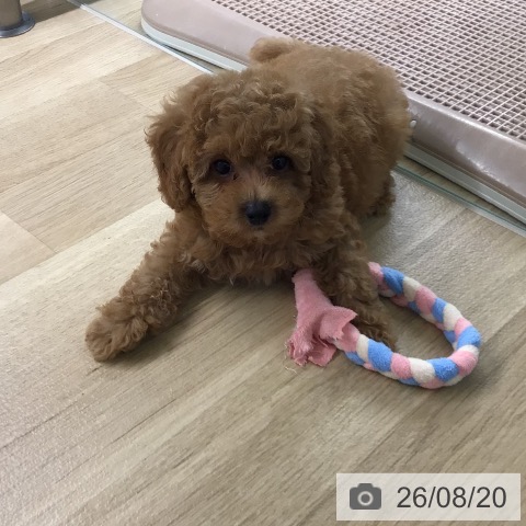 宮崎県のトイプードル(トイ) (ペットプラス 宮崎店/2026年6月10日生まれ/男の子/アプリコット)の子犬の3枚目の画像