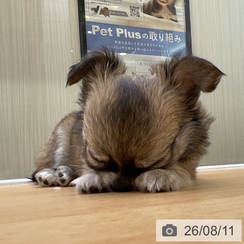 チワワの写真