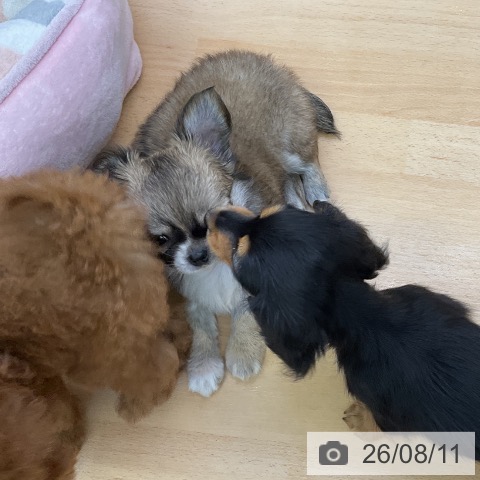チワワの写真