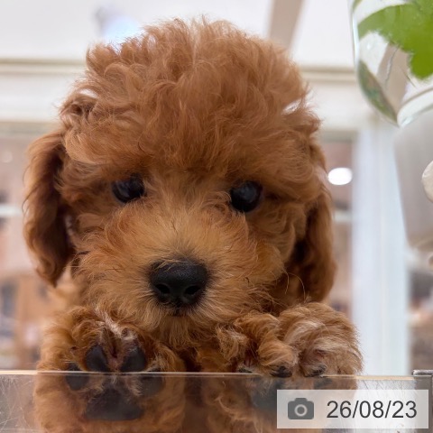 宮崎県のトイプードル(トイ) (ペットプラス 宮崎店/2026年6月10日生まれ/女の子/レッド)の子犬の3枚目の画像