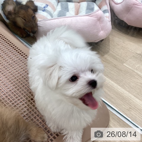 福岡県のマルチーズ (ペットプラス 八幡東店/2026年6月8日生まれ/男の子/ホワイト)の子犬の3枚目の画像