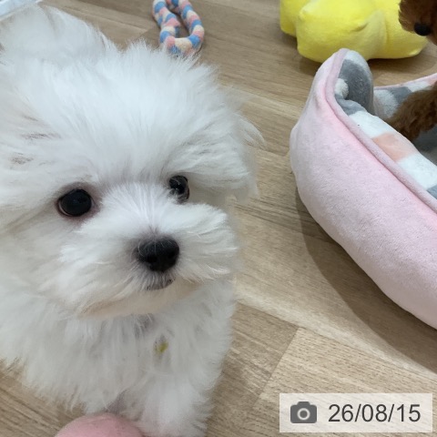 マルチーズの写真