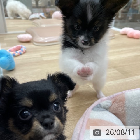パピヨンの写真