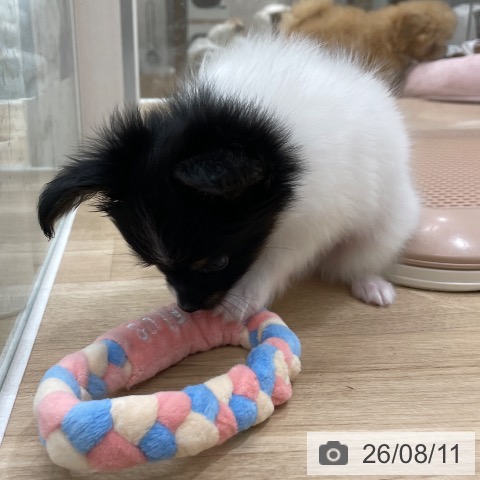 パピヨンの写真