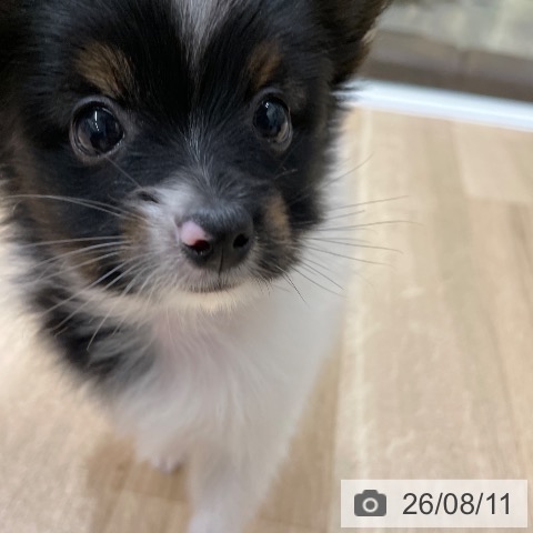 パピヨンの写真