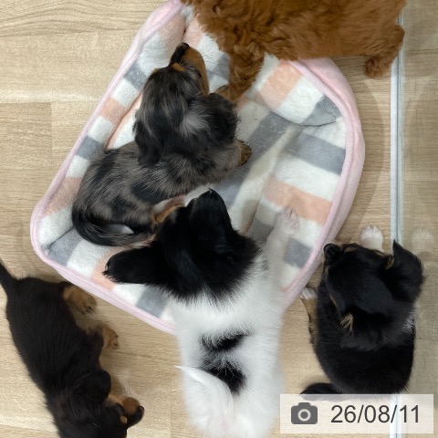 パピヨンの写真