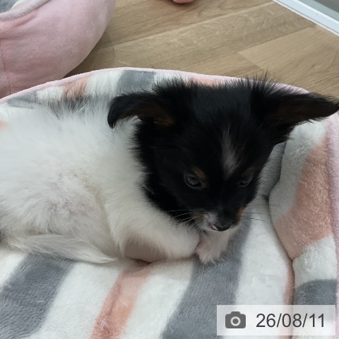 パピヨンの写真