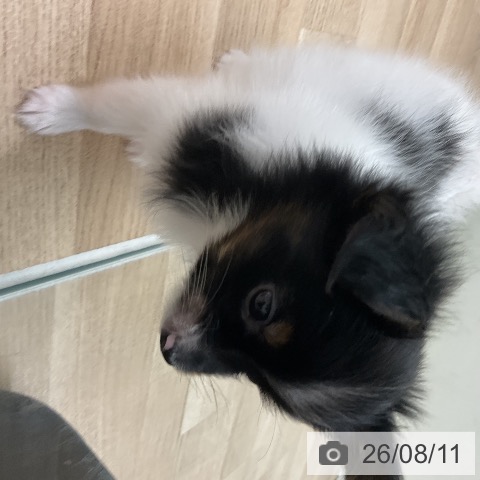 パピヨンの写真