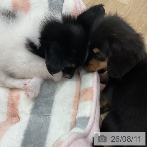 パピヨンの写真