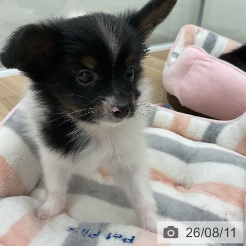 パピヨンの写真