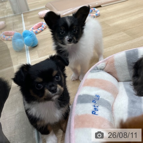 パピヨンの写真