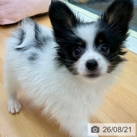福岡県のパピヨン (ペットプラス 福岡店/2026年6月11日生まれ/男の子/トライカラー)の子犬の4枚目の画像