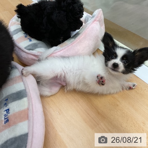 福岡県のパピヨン (ペットプラス 福岡店/2026年6月11日生まれ/男の子/トライカラー)の子犬の3枚目の画像