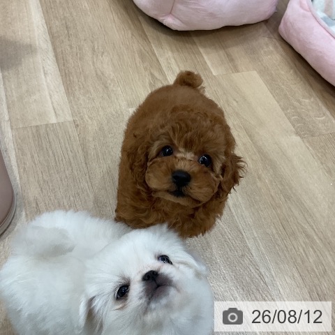 福岡県のトイプードル(トイ) (ペットプラス 香椎浜店/2026年6月9日生まれ/女の子/レッド)の子犬の4枚目の画像