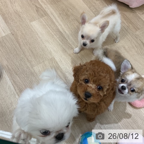 福岡県のトイプードル(トイ) (ペットプラス 香椎浜店/2026年6月9日生まれ/女の子/レッド)の子犬の3枚目の画像