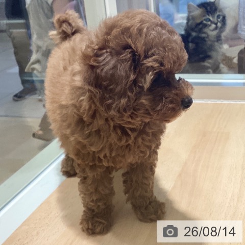 鹿児島県のトイプードル(トイ) (ペットプラス 姶良店/2026年6月9日生まれ/女の子/レッド)の子犬の4枚目の画像