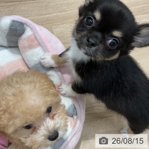 チワワの写真