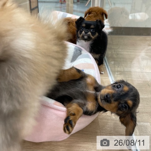 チワワの写真