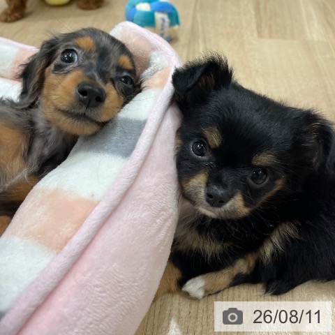 チワワの写真