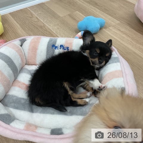チワワの写真