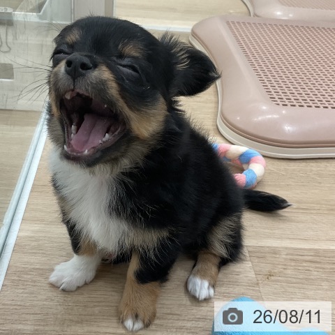 チワワの写真