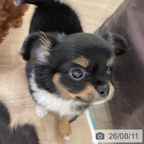 チワワの写真