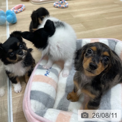 チワワの写真