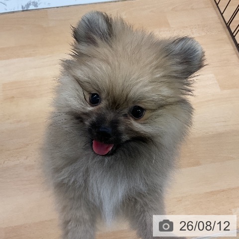 福岡県のポメラニアン (ペットプラス 福岡店/2026年6月10日生まれ/女の子/オレンジ)の子犬の3枚目の画像
