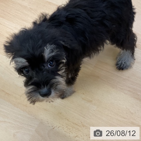 ミニチュア・シュナウザーの写真
