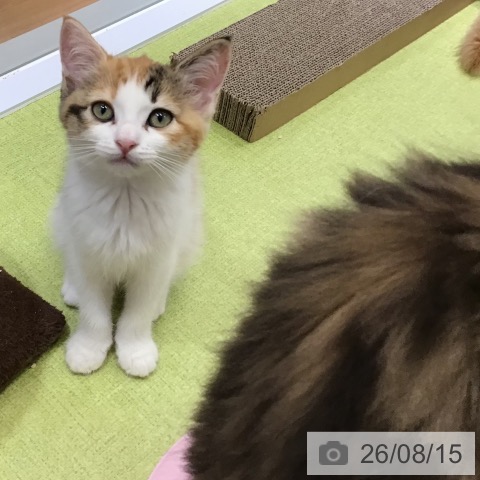 沖縄県のマンチカン (ペットプラス 沖縄ライカム店/2026年6月4日生まれ/女の子/キャリコ)の子猫の3枚目の画像