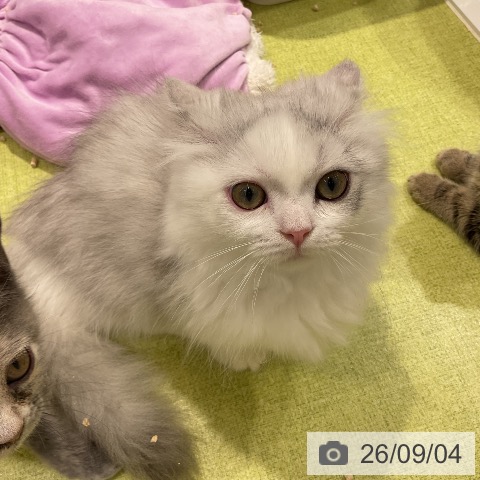ミヌエットの写真
