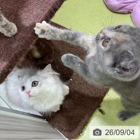 ミヌエットの写真