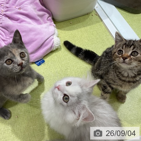 ミヌエットの写真