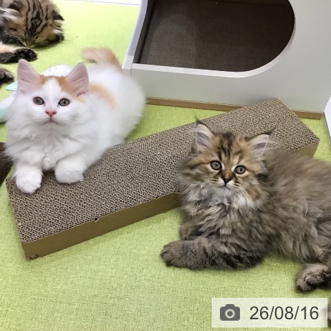沖縄県のペルシャ (ペットプラス 沖縄ライカム店/2026年6月2日生まれ/女の子/チンチラゴールデン)の子猫の4枚目の画像