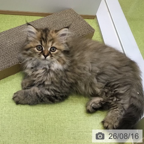 沖縄県のペルシャ (ペットプラス 沖縄ライカム店/2026年6月2日生まれ/女の子/チンチラゴールデン)の子猫の3枚目の画像