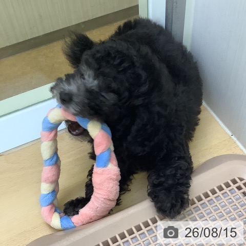 福岡県のトイプードル(トイ) (ペットプラス 福岡店/2026年6月9日生まれ/男の子/グレー)の子犬の4枚目の画像
