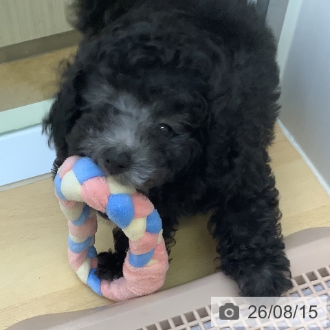 福岡県のトイプードル(トイ) (ペットプラス 福岡店/2026年6月9日生まれ/男の子/グレー)の子犬の3枚目の画像