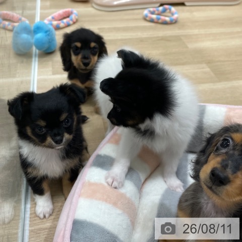 福岡県のカニンヘンダックスフンド(ロング) (ペットプラス 八幡東店/2026年6月10日生まれ/男の子/ブラックタン)の子犬の4枚目の画像