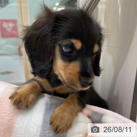 福岡県のカニンヘンダックスフンド(ロング) (ペットプラス 八幡東店/2026年6月10日生まれ/男の子/ブラックタン)の子犬の3枚目の画像