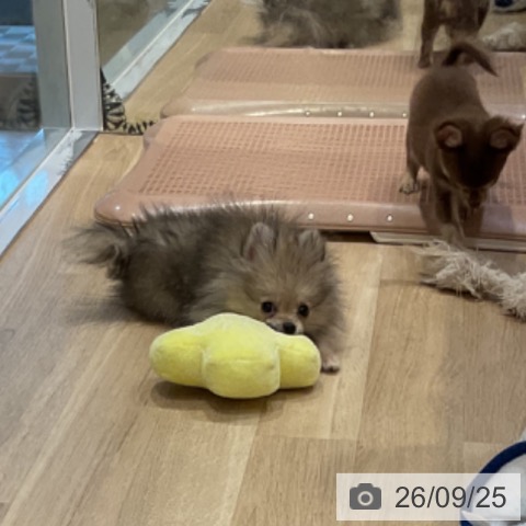 福岡県のポメラニアン (ペットプラス 小倉南店/2026年6月11日生まれ/男の子/ウルフセーブル)の子犬の3枚目の画像
