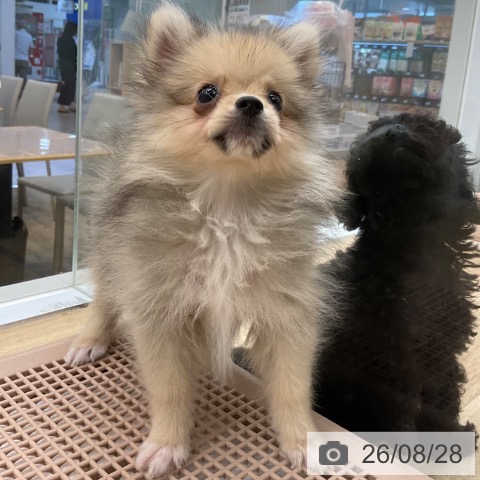 福岡県のポメラニアン (ペットプラス 春日店/2026年6月11日生まれ/女の子/ウルフセーブル)の子犬の4枚目の画像